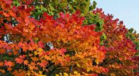 monitor leaf color changes
