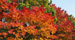 monitor leaf color changes