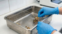 Don’t freak out about hantavirus