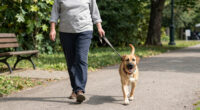 Why Race Alone When Your Dog Can Join, Too?
