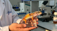 This Pet Gecko Could Help Scientists Unlock The Secrets Of Cancer