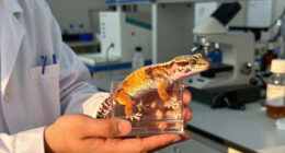 This Pet Gecko Could Help Scientists Unlock The Secrets Of Cancer